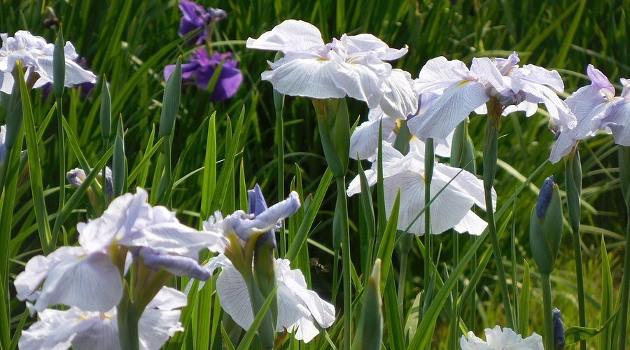 🏞️ 관산 종합공원 (간무리야마 소고 코엔) 이미지 7